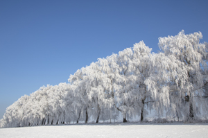 104-1364-winter-baeume-wald-schnee-gallery-gerahmt