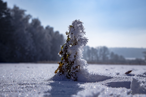 104-1368-winter-busch-unter-schnee-gemaelde-gerahmte-bilder_l