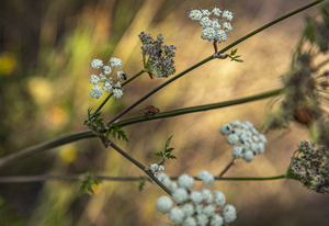 104-1382-sommer-bluete-gerahmt-glasbild