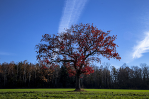 104-1391-einsamer-baum-im-feld-gerahmte-bilder-glasbilder