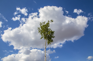 104-1416-wolke-himmel-gruener-baum-gratis-versand-hochwertige-fotokunst