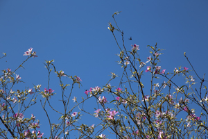 104-1584-himmel-fruehling-blumen-jeglichen-rahmen-kuechenrueckwaende