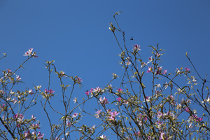 104-1584-himmel-fruehling-blumen-jeglichen-rahmen-kuechenrueckwaende