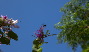 104-1585-biene-himmel-blume-sommer-kuechenbilder-kultur