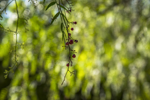 104-1588-natur-gruene-beere-kuechenrueckwaende-kunst