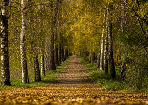 105-1080-birken-allee-herbst-kunstwerken-leinwanddrucke