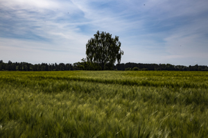 105-1092-feld-wind-einsamer-baum-unter-dem-himmel-leinwand-limitiert