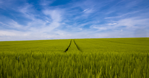 105-1178-gras-feld-spuren-himmel-wolken-poster-reproduktionen