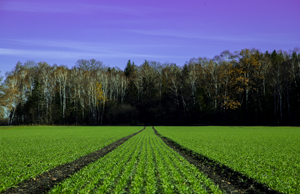 105-1378-gruenes-feld-spuren-wald-himmel-unikat-waehlbaren-groessen