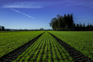 105-1398-gruenes-feld-spuren-blauer-himmel-verschoenerung-wandbild