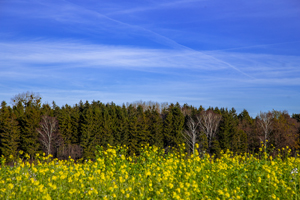 105-1412-gelbe-blumen-himmel-wald-waehlbaren-groessen-wandbilder-xxl