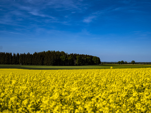 105-1735-rapsfeld-gelb-wald-gruen-himmel-blau-reproduktionen-verschoenerung