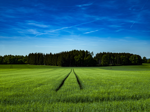 105-1736-grasfeld-landschaft-gruen-wandbilder-xxl-wechselbilderrahmen