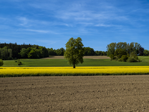 105-1738-himmel-baum-acker-raps-feld-leinwandbilder-online-shop