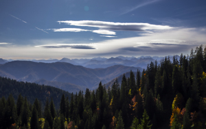 108-1002-tannenwald-berg-traurigkeit-bild-muenchen-fotokunst-online-kaufen