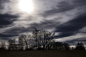 108-1037-baum-feld-abend-sonderanfertigungen-wandbilder