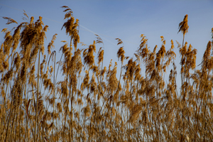 108-1095-natur-feld-freude-der-kunden-hochzeitsfotos