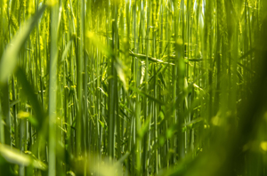 108-1164-natur-gras-sonnenlicht-hochwertige-sonderanfertigungen-art