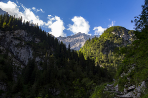 108-1208-wald-abdachung-schoenheit-natur-xxl-bilder-unikat