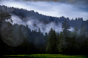 108-1284-nebel-abdachung-tannen-beruehmter-fotograf-auf-rechnung