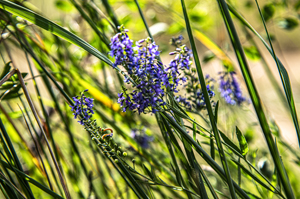 108-1373-sommer-sonne-blume-glasbilder-kunstwerken