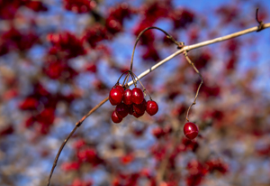 108-1411-beere-zweig-rot-hochzeitsfotos-frei-waehlbaren-groessen