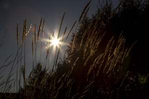 108-1521-sonne-abend-feld-bildershop-unikat