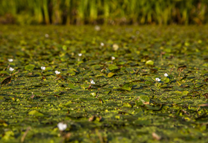 108-1556-teich-pflanzen-blumen-gruen-praesentation-coole-bilder