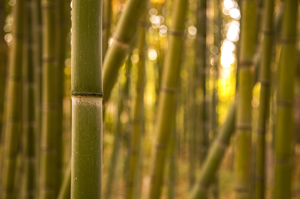 108-1607-bambus-dickicht-sonnenlicht-gratis-versand-leinwandbilder