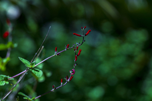 108-1697-natur-wald-blume-artgalerie-gerahmt