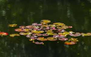 108-1701-wasser-lilienblatt-teich-bild-kaufen-online-hochwertige-fotokunst