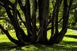 108-1704-baum-sommer-bilder-jeglichen-rahmen