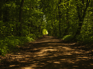 108-1724-waldweg-schatten-xxl-bild-portraets