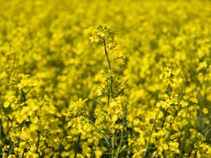 108-1728-rapsblume-gelb-kunstwerken-holzbilder