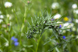 109-1088-blume-sommer-pflanze-gerahmte-bilder-hochwertige-fotokunst