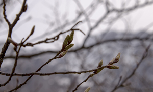 109-1138-fruehling-knospen-erwachen-kunstdrucke-auf-leinwand-leinwand_s