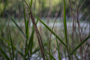 109-1145-gras-wasser-kunstfotografien-leinwandbilder