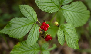 109-1228-wild-beere-sommer-wandbilder-wohnzimmerwand