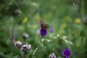 109-1236-kopfklee-schmetterling-xxl-bild-wohnzimmerwand