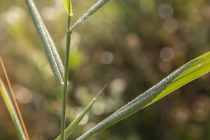 109-1272-gras-tropfen-gruen-wandbilder-xxl-zufriedene-kunden