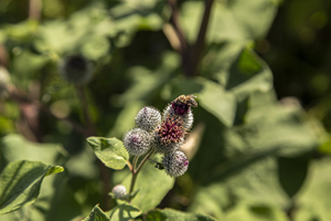 109-1315-kopfklee-insekt-sommer-verschoenerung-unikat