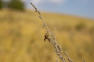 109-1390-spinne-gras-trocken-kunst-bilder-kaufen-kunstdrucke