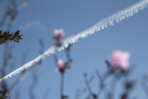 109-1426-blumen-flugzeugspur-handsigniert-jeglichen-rahmen