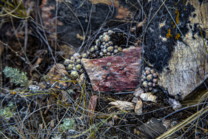 109-1427-stein-gras-holzbilder-hochwertige-fotokunst