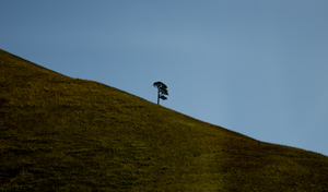 109-1498-huegel-baum-bilderrahmen-beruehmter-fotograf