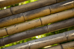 109-1547-bambus-sommer-acrylglasbild-artland