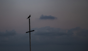 109-1573-kreuz-vogel-art-auf-rechnung