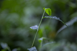 109-1599-pflanze-tropfen-bilder-fotografie