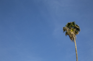 109-1600-palme-himmel-bilder-online-kaufen-fotokunst