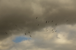 114-1075-voegel-regenwolken-flug-malerei-sammlungspraesentation